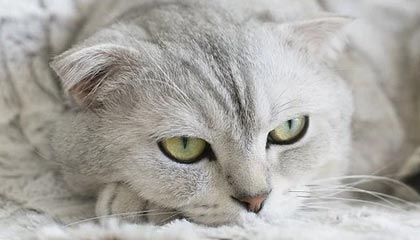 开云首页登录-克劳利镇边路渗透强，红魔力求连胜，克劳利在哪