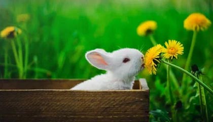 kaiyun开云·官方网站-Dota 2 新秀选手突破自我，dota2新人职业选手