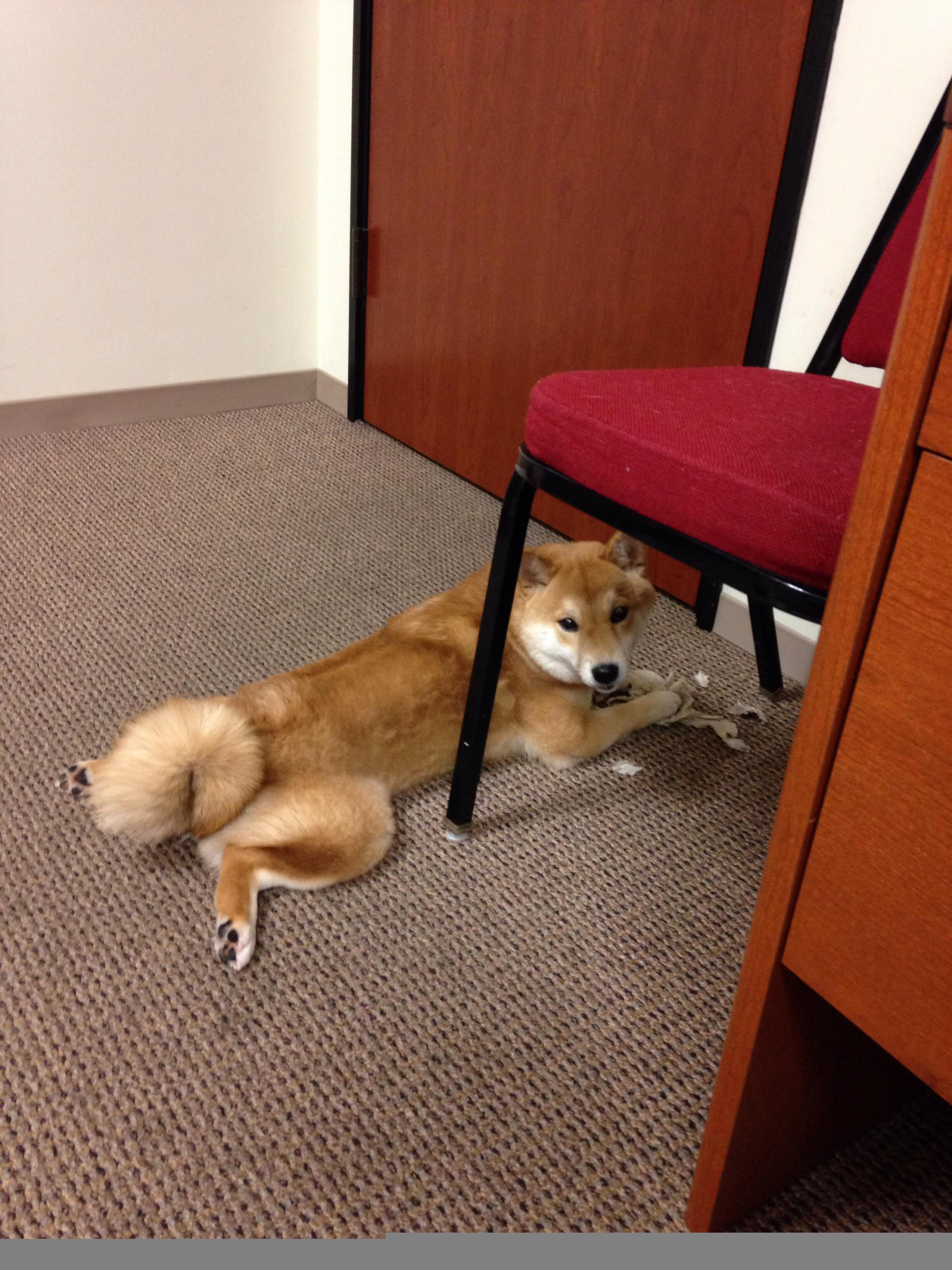 哈兰德梅开二度,欧冠锋线新宠闪耀,德甲 哈兰德