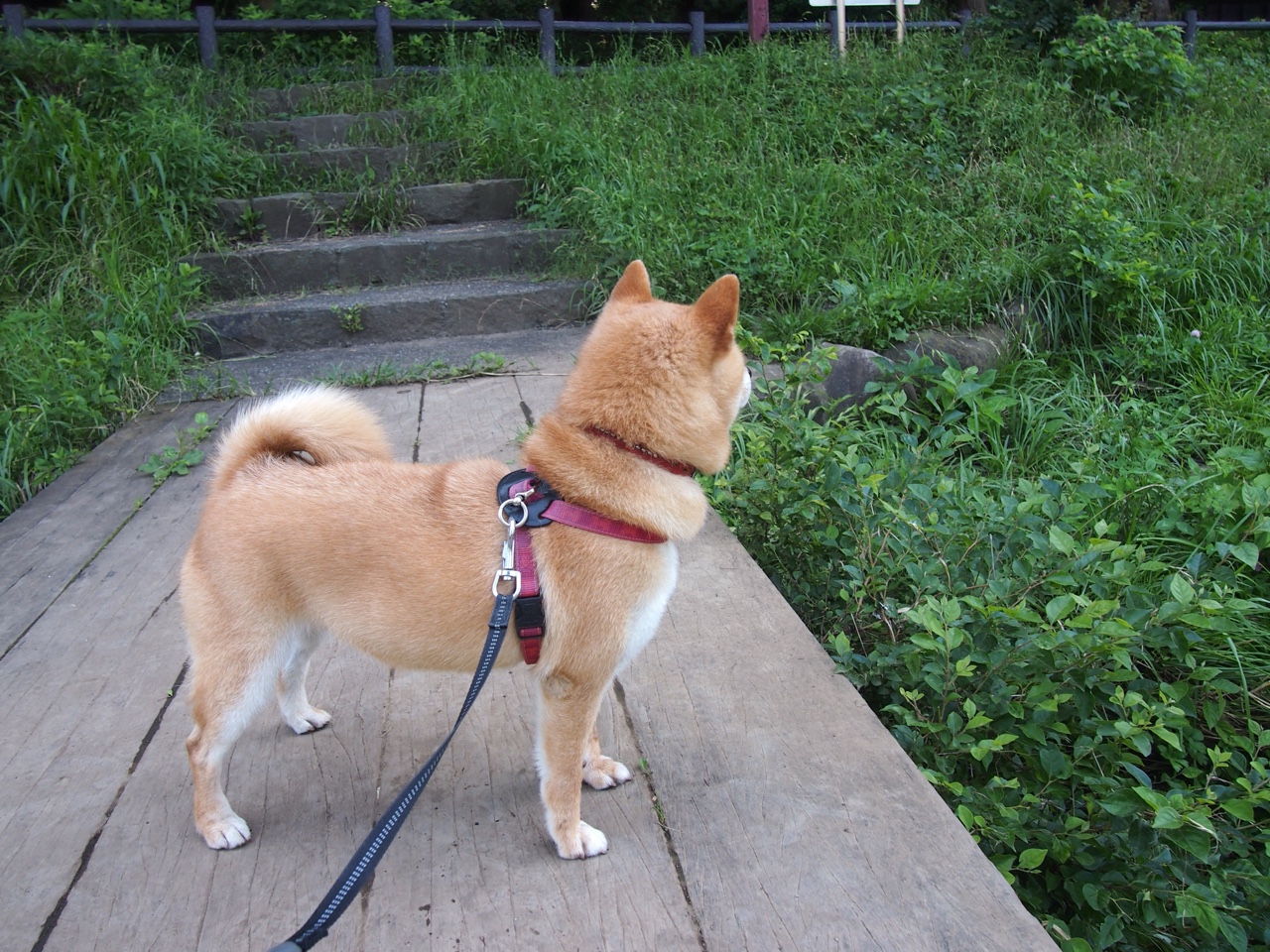 开云体育网页版入口-爵士主打双塔阵容构建内线优势，爵士最强阵容